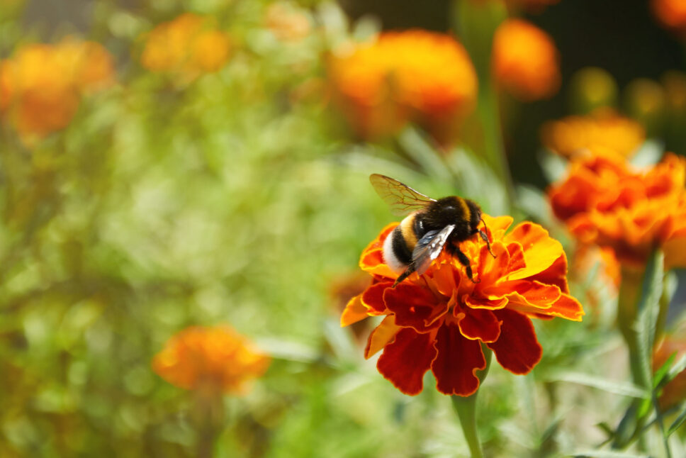 Fluffy bumble bee sitting on bright orange flower on flowerbed nature background.
